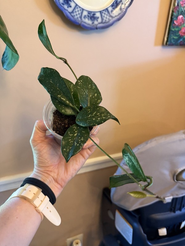 HOYA Wilbur Graves (id #2)