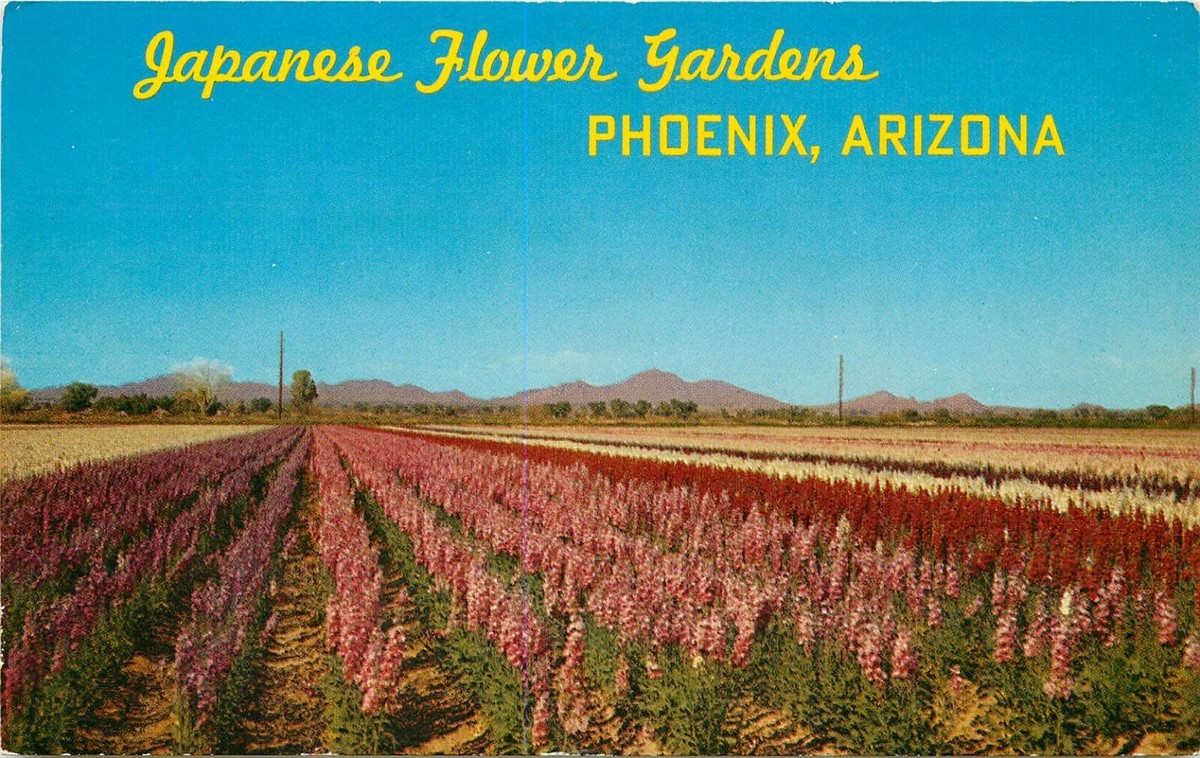 Chrome Postcard AZ I416 South Phoenix Japanese Flower Gardens