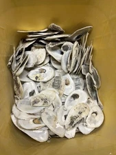 Oyster Shells Flats Bag Of 100, Cleaned 2”-4+”, Great for crafts