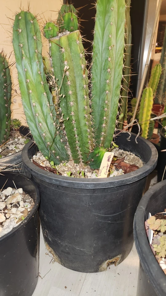 Echinopsis Cactus (TPQC X Ecuador) Corte de cactus vivos 8 pulgadas Corte de punta ornamental Foto 4 de 4