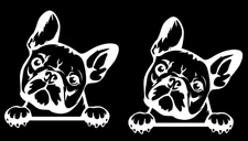 Peeking French Bulldog Two 5" White vinyl decals car truck laptop windows