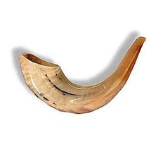Shofar Kosher Ram's Horn From ISRAEL 9" -11" Rosh Hashana  Holidays