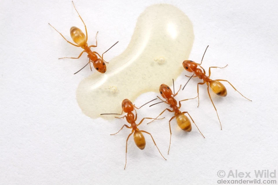 Colonia de hormigas Dorymyrmex Bureni (colonia inicial) ¡Mensaje para más detalles! Dorado! Foto 3 de 4