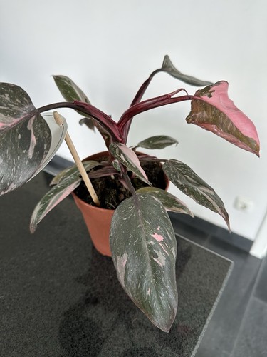 Philodendron Pink Princess Nr. 4 Selten - Bild 4 von 4