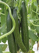 15+Cucumber Seeds Long Garden Sweet Slice Burpless Hybrid Cucumber USA