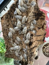 25 Dairy Cow Isopods Porcellio laevis Bioactive Starter Colony LAG