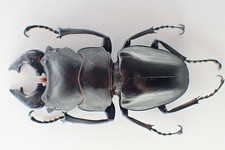 MA2840. Unmounted insect: Odontolabis sp. Sabah, Malaysia   64mm