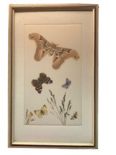 Echte Schmetterlinge im Schaubild hinter Glas, dekoriert mit gepressten Gräsern 