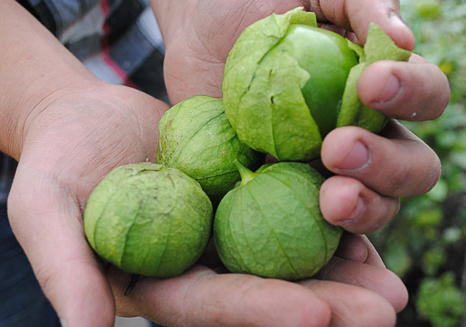 25 graines TOMATILLO DU MEXIQUE(Physalis Ixocarpa TOMA VERDE)H813 SEEDS SEMILLA