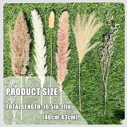 Pcs Pampas Grass Boho Home Decor 17 inch Natural Dried Flowers-Pampas Grass 100 - Picture 5 of 7