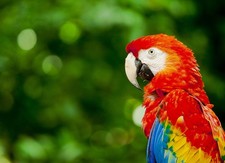 Canvas art print giclée - poster - pillow. scarlet macaw parrot tropical forest