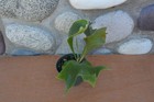 RARE PLATYCERIUM HILLII PUMILA IN 4" POT - STAGHORN US GROWN — photo 2