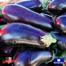 Fresh!! Eggplant Seeds Non-GMO Heirloom Vegetable