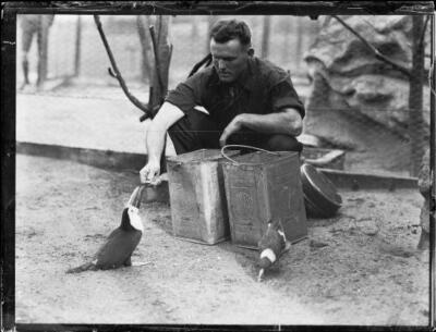 Male zookeeper feeding a bird at Taronga Park Zoo Sydney 1930 Old Photo