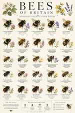 Bees Of Britain Chart Poster Print Framed Canvas Wall Art