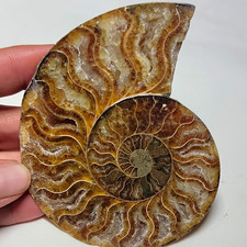 Polished Ammonite Fossil Specimen Cut & Polished Shell Display Piece