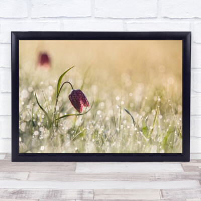 Morning dew Holland Flower Dew Morning Spring Summer Drops Drop Wall Art Print