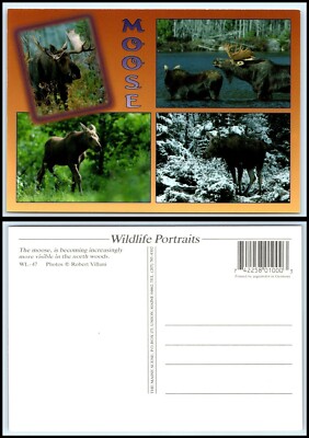 Vintage ANIMAL Postcard - Moose Views GG4