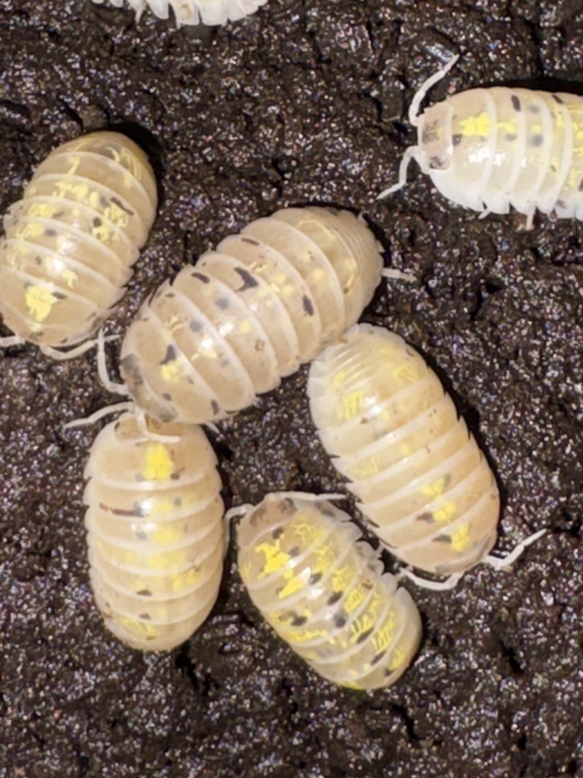 Magic Potion Isopods 15 with FREE Springtails in Moss FREE Shipping 