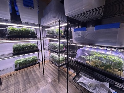 48''x20'' Hydroponic Seed for Germination and Cloning