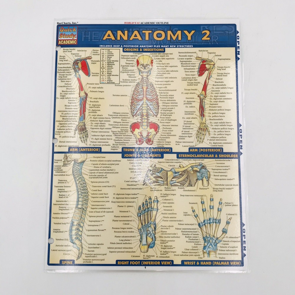 Anatomy 2 Laminated Tri Fold Study Guide Study Aide Quick Study Deep Posterior