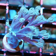 WWC True Blue Branching Xenia - NOT WYSIWG | Live Softies Coral