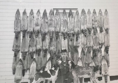 ORIGINAL 1958 PHOTO MAN HUNTING DOGS RACCOONS PELTS HANGING SNOW 5 X 3.5  C