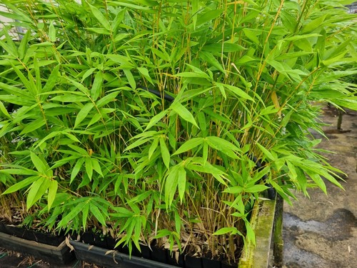 10 Bamboo Plants - Bambusa multiplex green hedge (10x 50mm Forestry tubes) - Picture 2 of 12