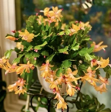 Christmas Cactus Plant Yellow(Thor Sophia ) in 4” Pot Start Plant.(last picture)