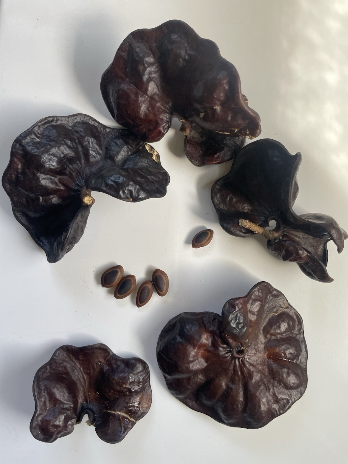 Enterolobium cyclocarpum Elephant Ear Pod Tree Devil’s Ear Monkey ear HAWAII 