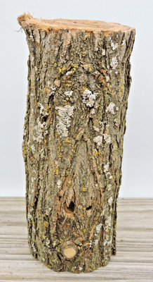 8'' Black Locust Wood Stick Log Chunk 3''D Live Edge Raw Lumber Craft