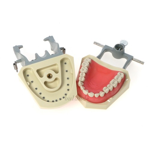 US Columbia Dentoform 860 tipo dentale modello Typodont 32 pezzi denti rimovibili M8030 - Foto 5 di 11