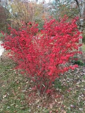 Red Burning Bush Tree Shrub  Beautiful Fall Foliage 50 + Seeds USA Seller