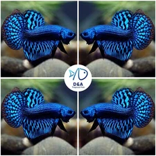 1 MALE - Live Betta Fish High Quality Wild Betta Alien Blue - USA SELLER