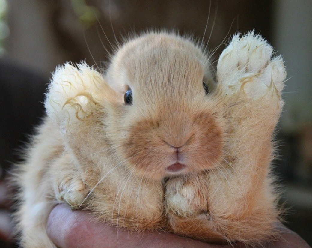 Okra Clemson Spineless Vegetable Seeds Burpee 11/23 41530663402 eBay