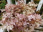 11 Dried P G Hydrangea Flowers Antique Cream + Pink Primitives Seconds Bouquet