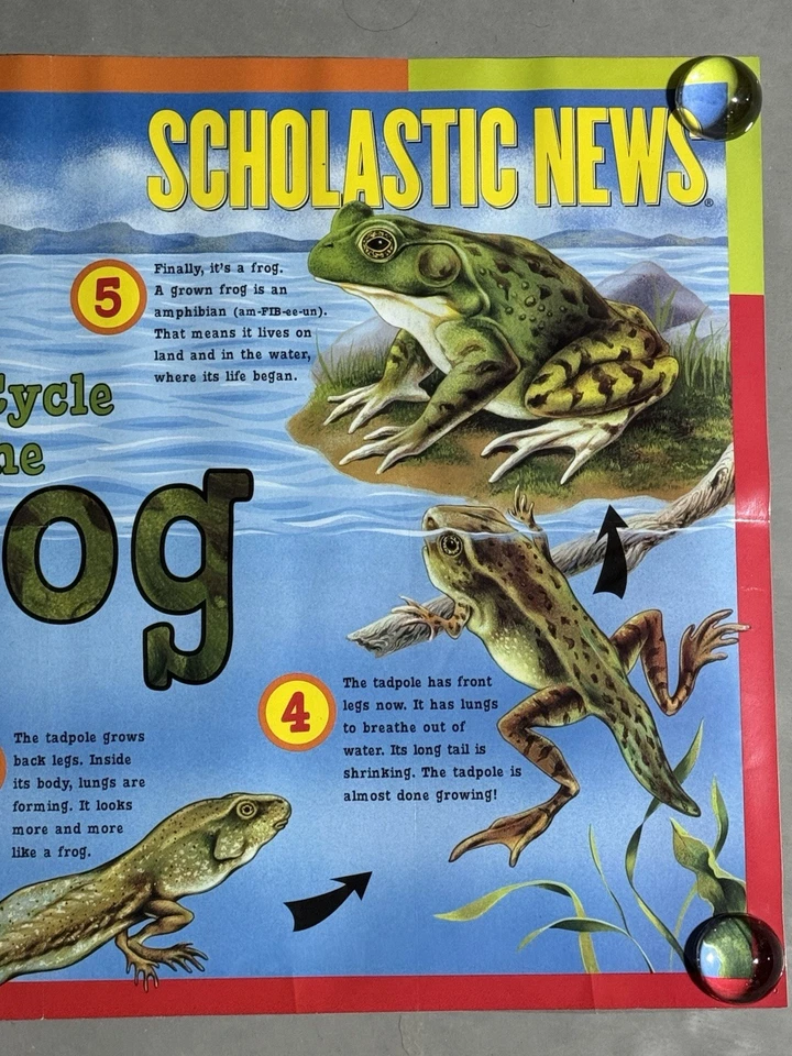 Vintage Scholastic Magic School Bus Poster Teacher Classroom LIFE CYCLE OF FROG - Image 3 of 4