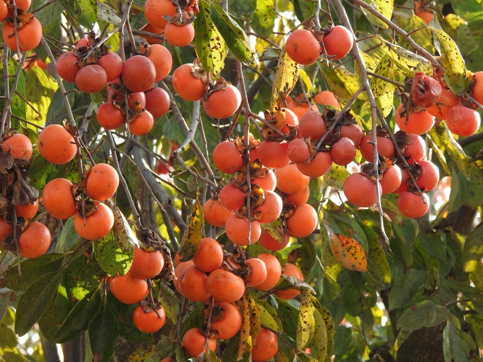 [ N MINT ] Nikon COOLPIX P900 Digital Camera 16MP 83x Zoom English OK From JAPAN - Image 3 of 4