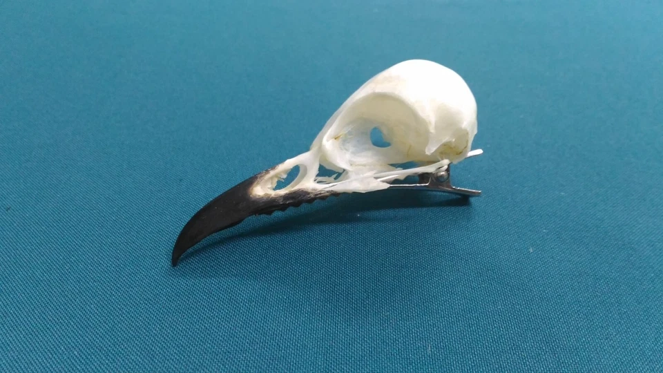 Raven skull, hair clip - Image 4 of 4