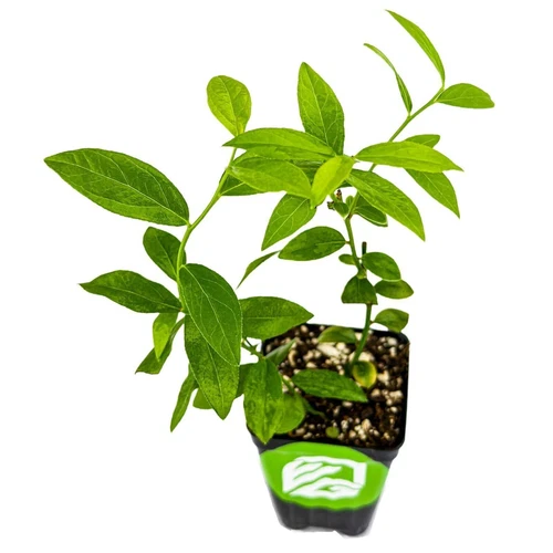Pink Lemonade Blueberry (Rabbiteye)- Vaccinium - Live Plant