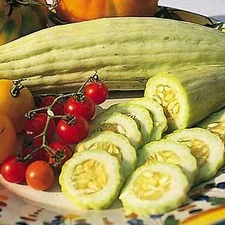 Cucumber Armenian Yard Long    250 seeds