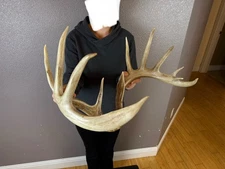 BIG Real Whitetail Deer Antlers Set Wild Idaho Horns Mount Skull 158”