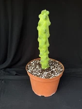 Myrtillocactus geometrizans cv. fukurokuryuzinboku, "Boobie" cactus plant