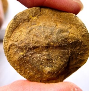 2.1 cm fossil horseshoe crab - Euproops danae - Mazon Creek - both sides - IL