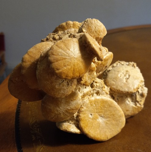Fossilized Sand Dollar Tower / 4" tall