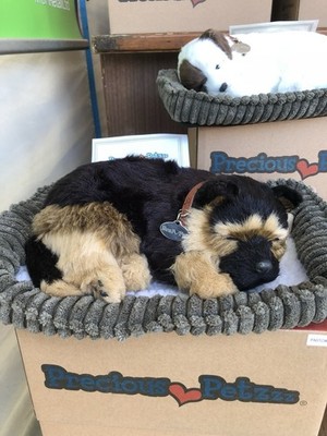Edler Petzzz - Deutscher Schäferhund