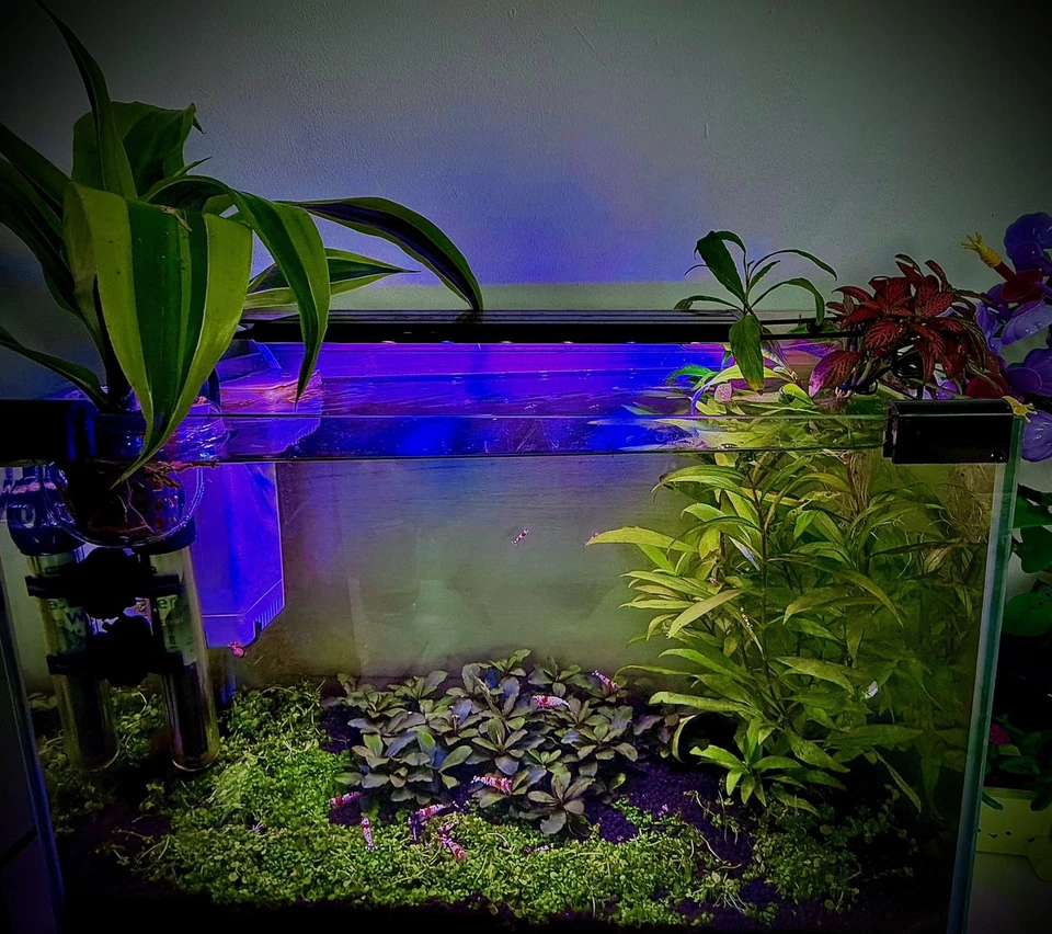 Promo Lot 30Plantes Aquarium +6 offerts 5/12Variétés - Photo 1/1