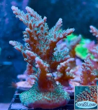 live coral Green Forest SPS Coral by "coralSLover"