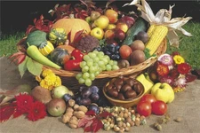 Poster Studio B - Antumn Fruit Basket Corn Graphic 24x36" NEW Wall Art CJ3519