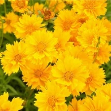 Lance-Leaf Coreopsis SUNBURST Perennial Wildflower TICKSEED Non-GMO 100 Seeds!